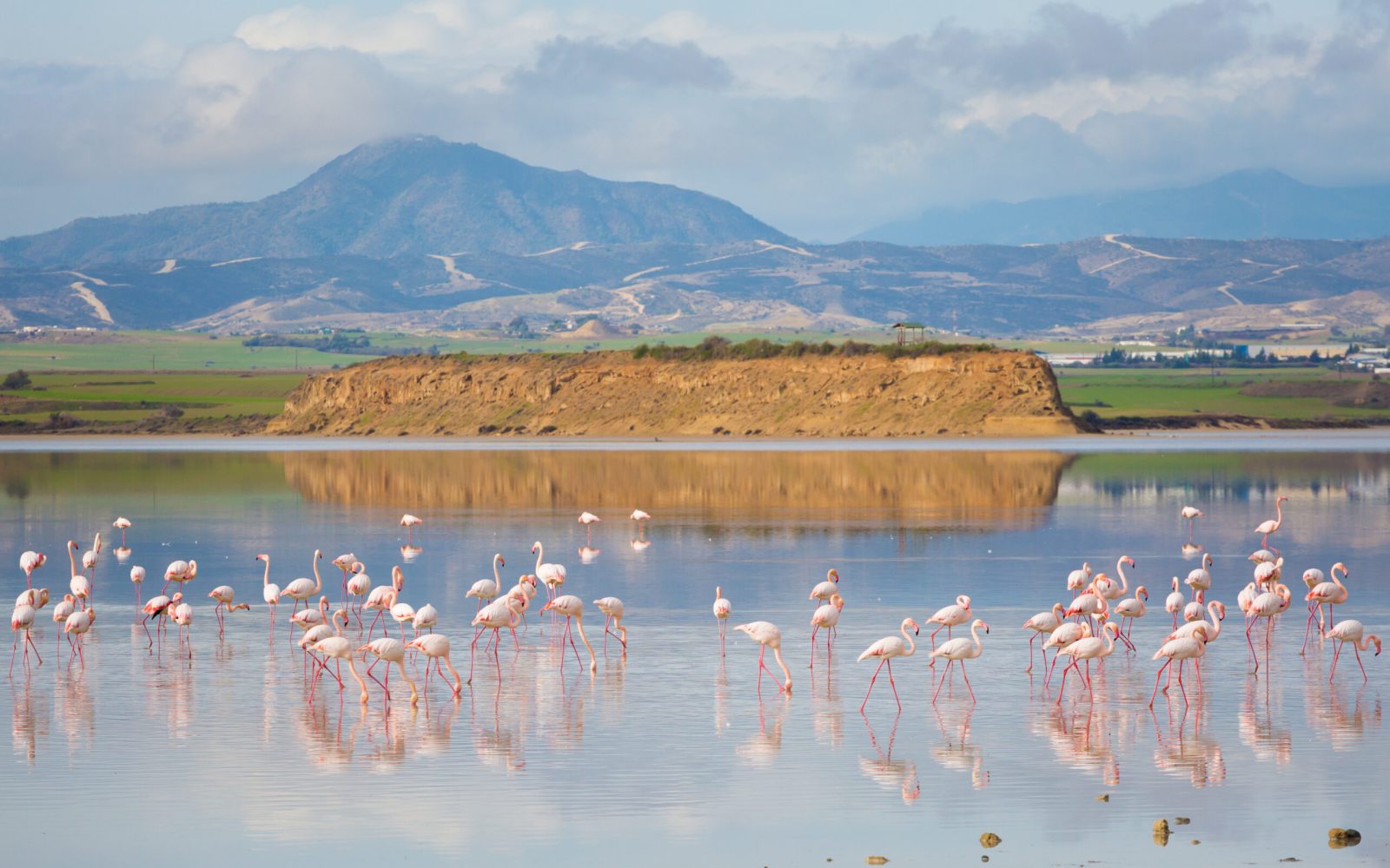 Beautiful,Akrotiri,Salt,Lake,Full,Of,Pink,Flamingos,Birds,Close