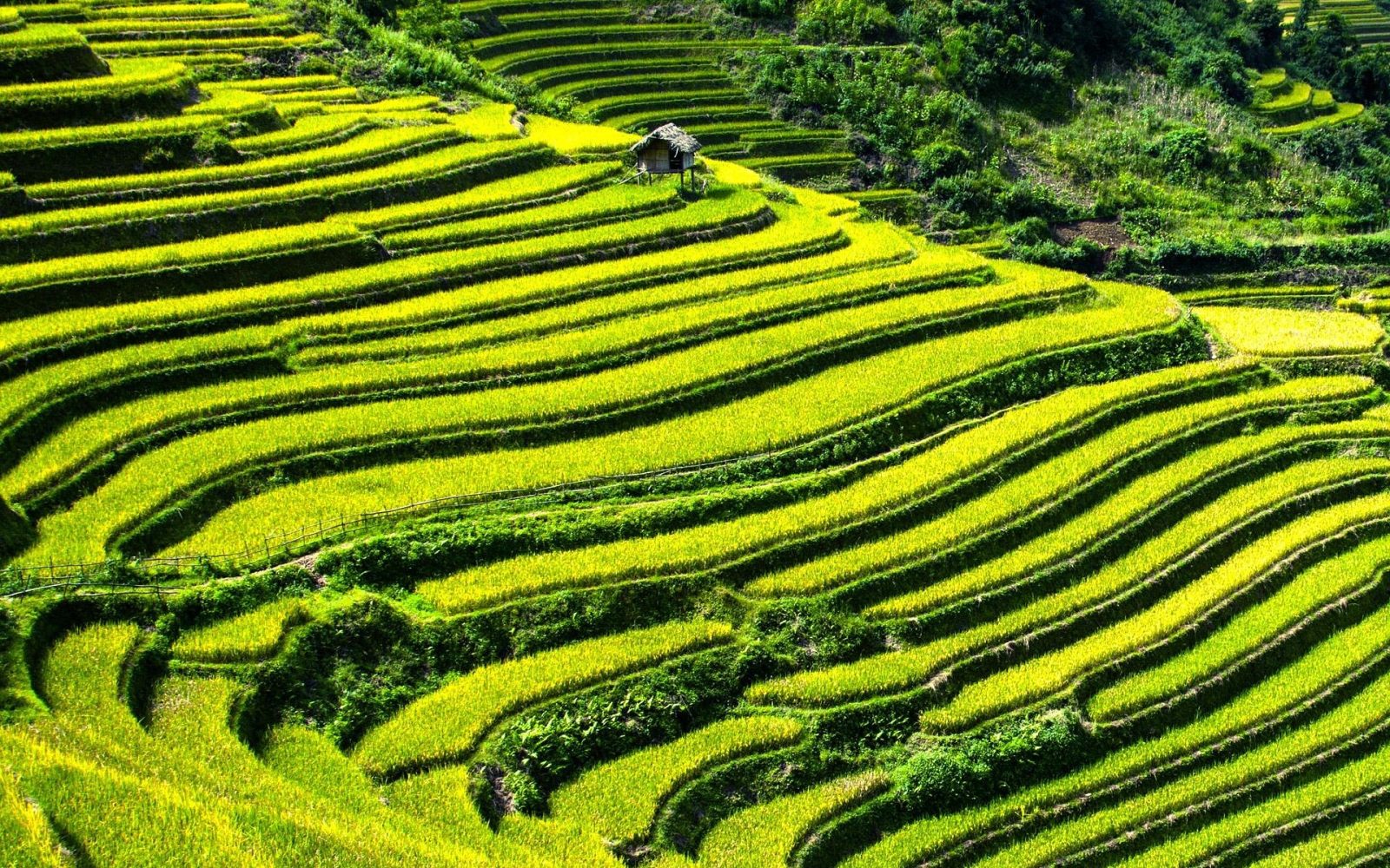 rice-terraces-164410_1920