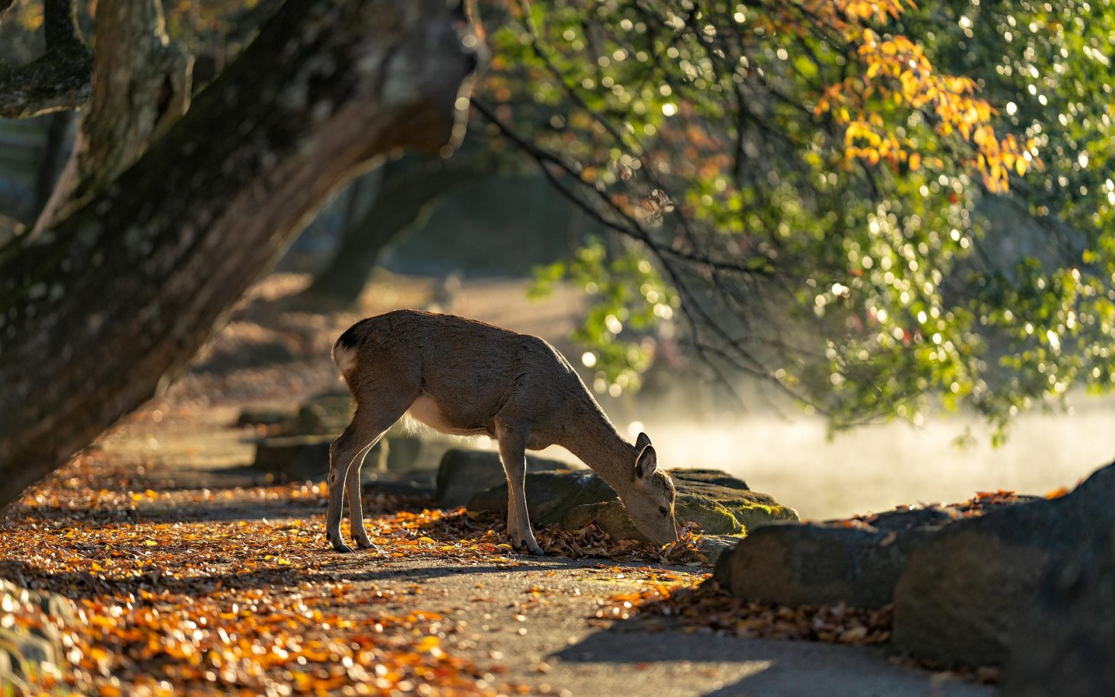 sika-deer-5772242_1920